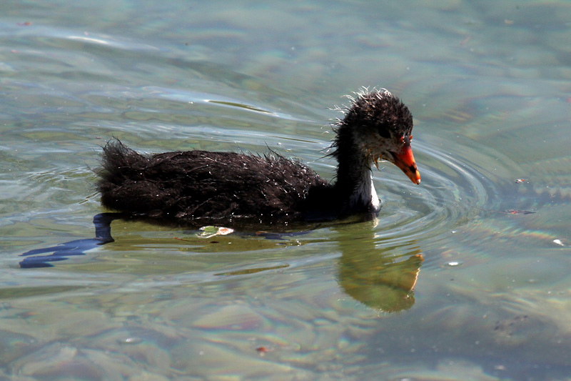 9i-folaga-(fulica-atra)-XMG_8983.jpg