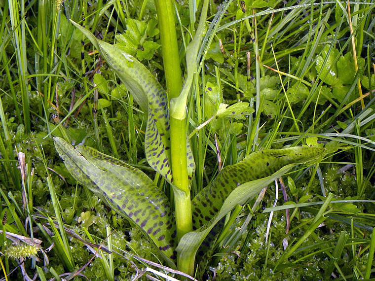 3g-dactylorhiza-majalis-lago del ventasso-NSCN3929.jpg