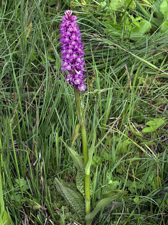 9g-dactylorhiza-majalis-lago del ventasso-X6279516.jpg