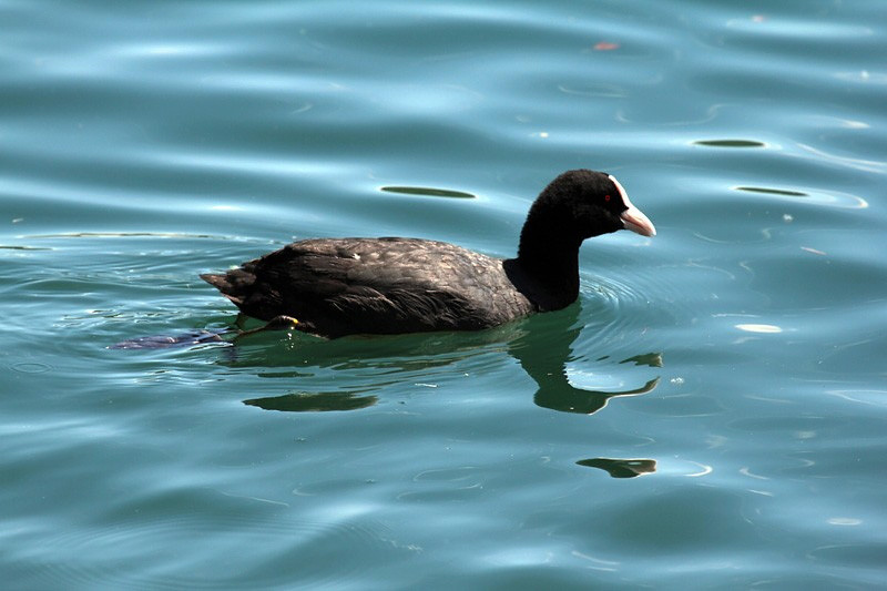 1i-folaga-(fulica-atra)-XMG_9006.jpg