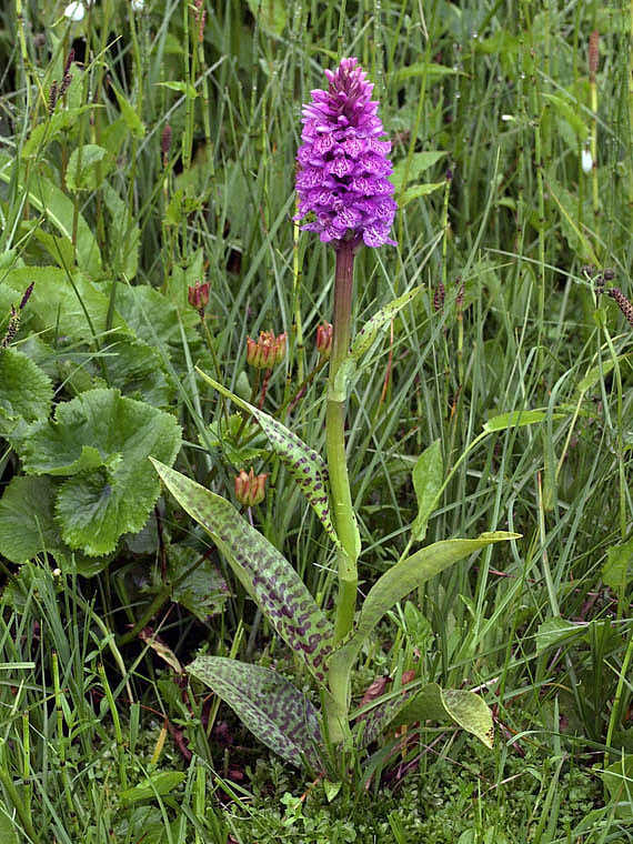 1g-dactylorhiza-majalis-lago del ventasso-X6279554.jpg