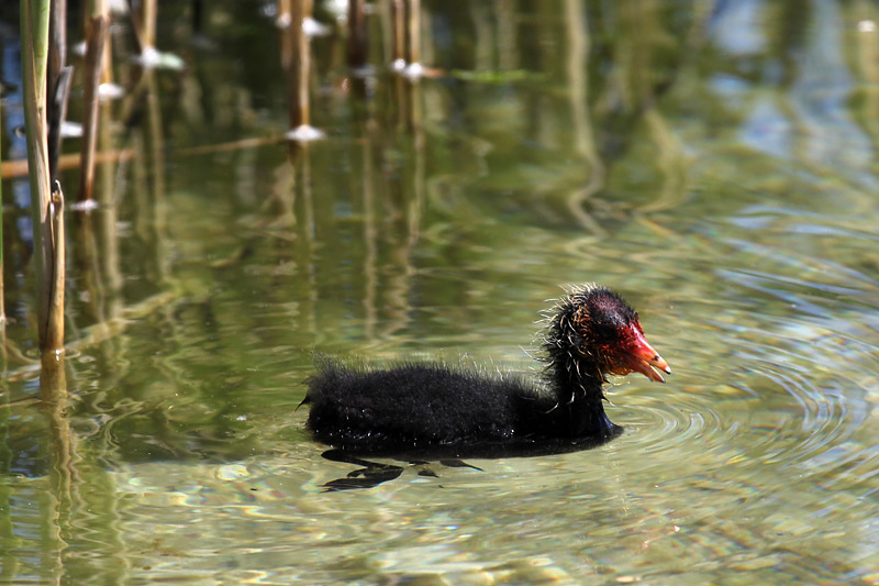 8i-folaga-(fulica-atra)-XMG_8974.jpg