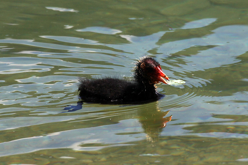 7i-folaga-(fulica-atra)-XMG_8982.jpg