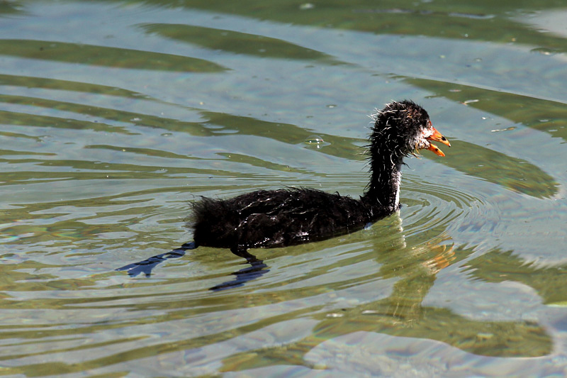 10i-folaga-(fulica-atra)-XMG_8978.jpg