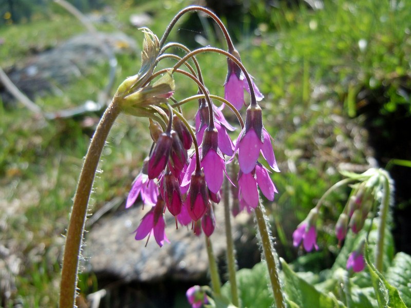 Miserin 030_800x600.JPG