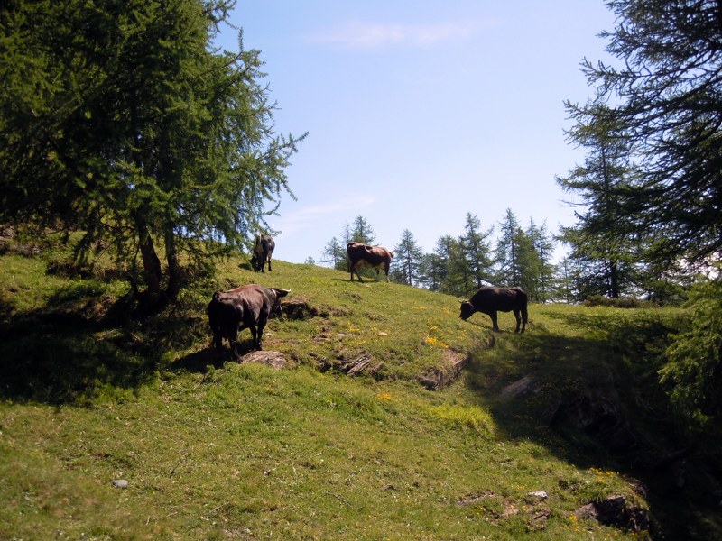 Miserin 034_800x600.JPG