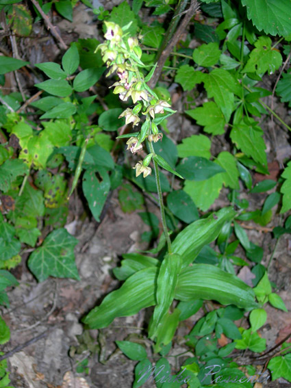 Epipactis_muelleri_atergan_1.jpg