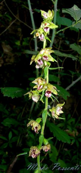 Epipactis_muelleri_atergan_2.jpg