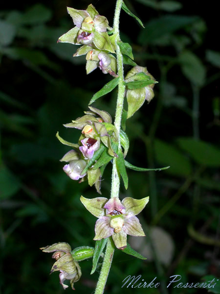 Epipactis_muelleri_atergan_3.jpg
