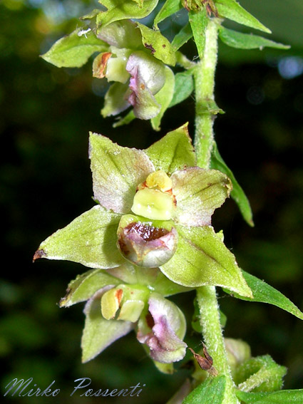 Epipactis_muelleri_atergan_4.jpg