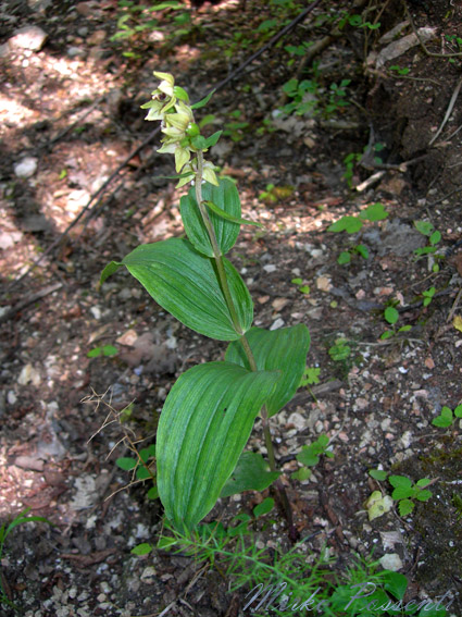 Epipactis_muelleri_atergan_5.jpg
