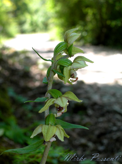 Epipactis_muelleri_atergan_6.jpg