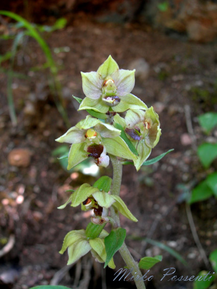 Epipactis_muelleri_atergan_7.jpg