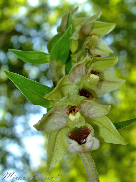 Epipactis_muelleri_atergan_8.jpg