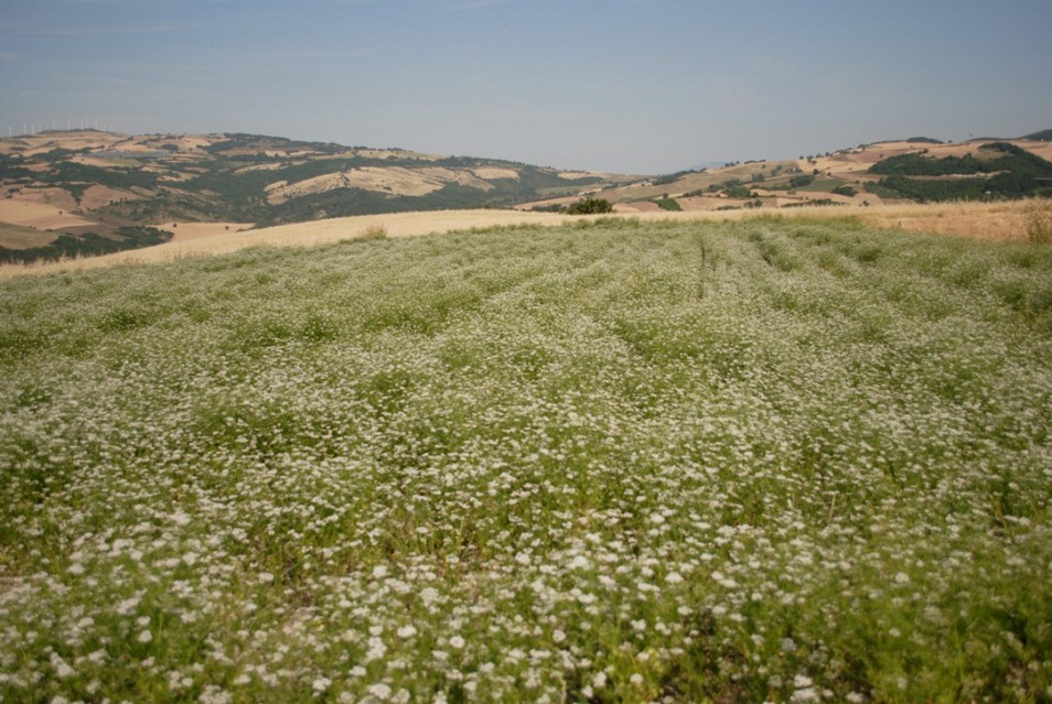 DSC_0402.JPG