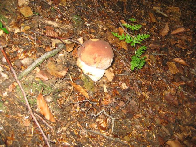 img4956a.jpg