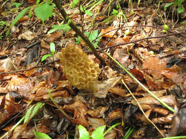 img4750r.jpg