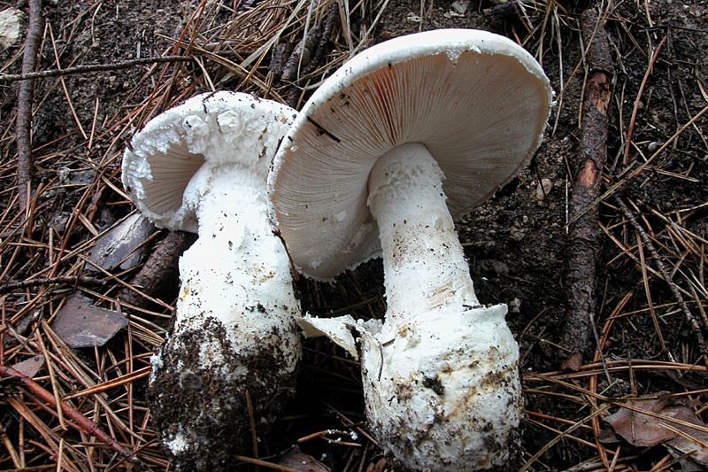 Immagine allegata