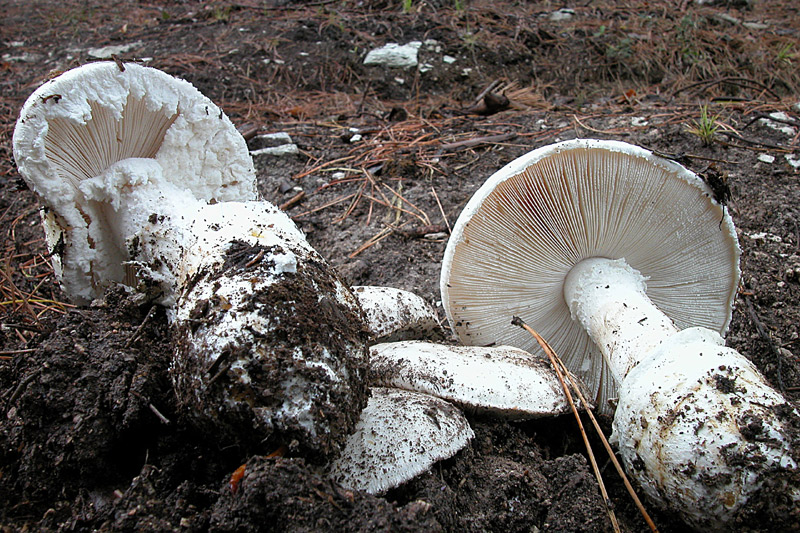Immagine allegata