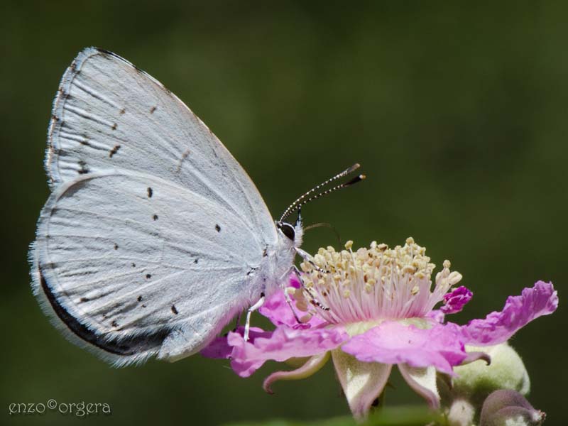 Celastrina argiolus - (Linnaeus 1758).jpg