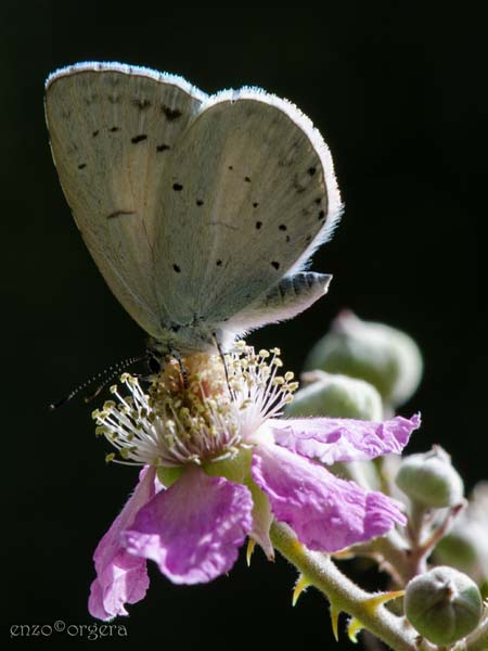 Celastrina argiolus - (Linnaeus 1758) (2).jpg