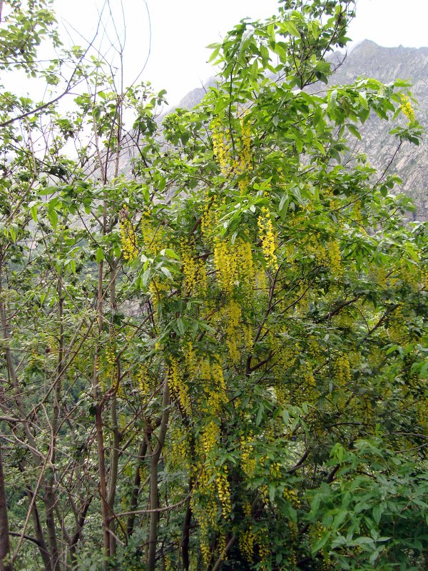 Laburnum alpinum Maggiociondolo._600x800.JPG