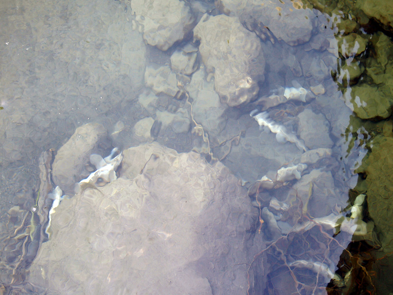 8e_moria_pesci_torrente_liocca_X8267176.jpg