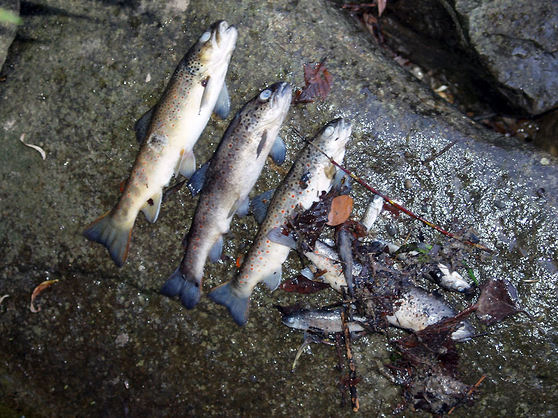 12e_moria_pesci_torrente_liocca_X8267163.jpg