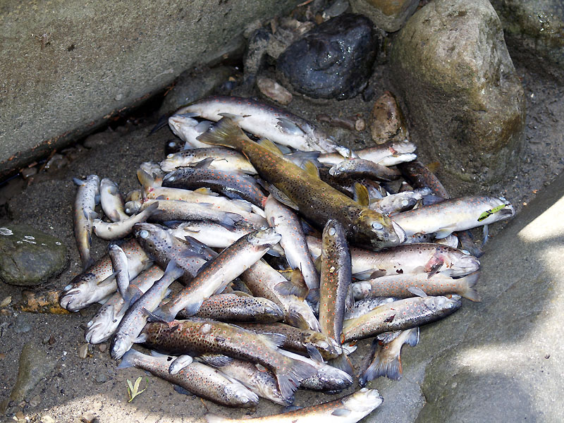 13e_moria_pesci_torrente_liocca_X8267199.jpg