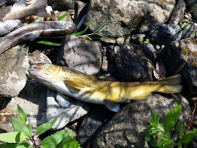 14e_moria_pesci_torrente_liocca_X8267175.jpg