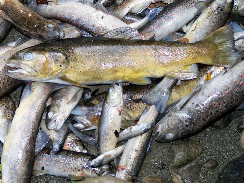 15e_moria_pesci_torrente_liocca_X8267200.jpg