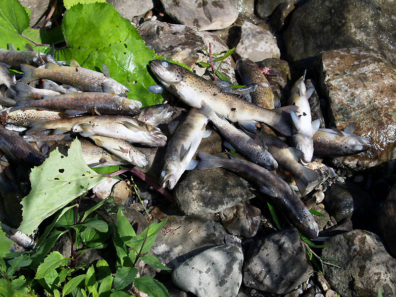 17e_moria_pesci_torrente_liocca_X8267170.jpg