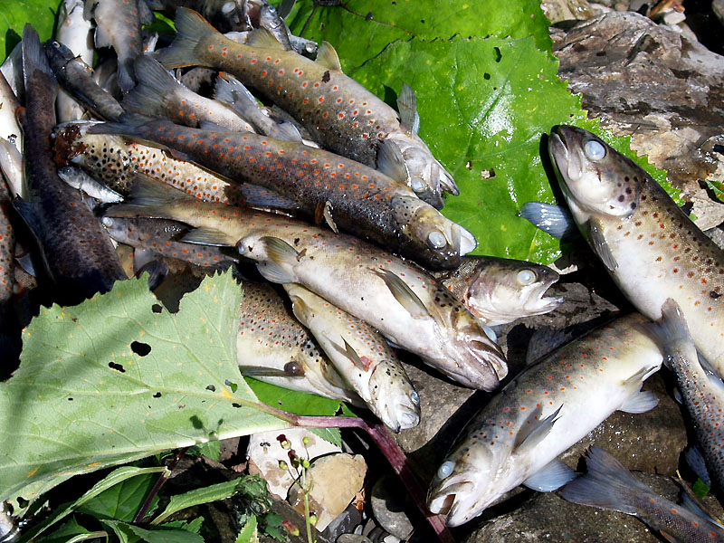 18e_moria_pesci_torrente_liocca_X8267171.jpg