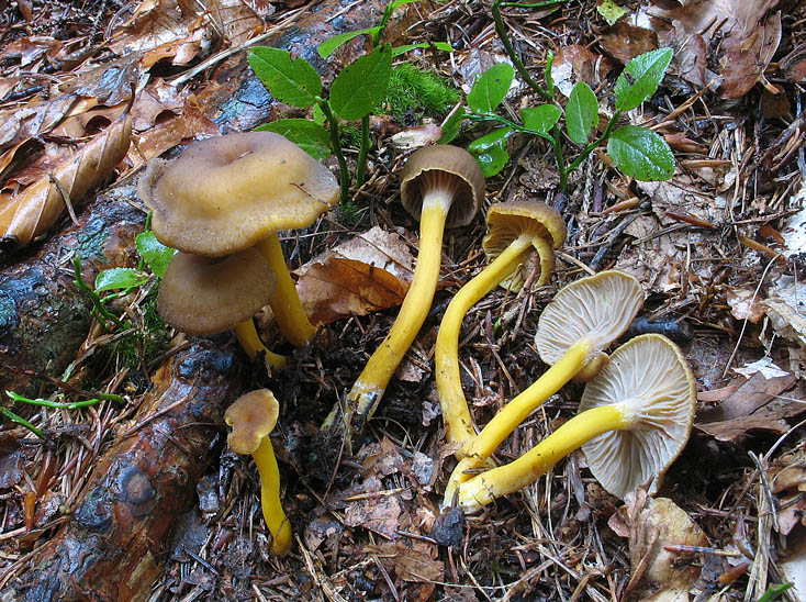 Immagine allegata: monthly_10_2008/post-2993-1225235335.jpg