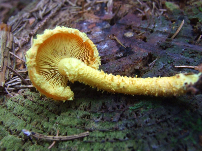 Mycoses di unghie metodi nazionali di trattamento