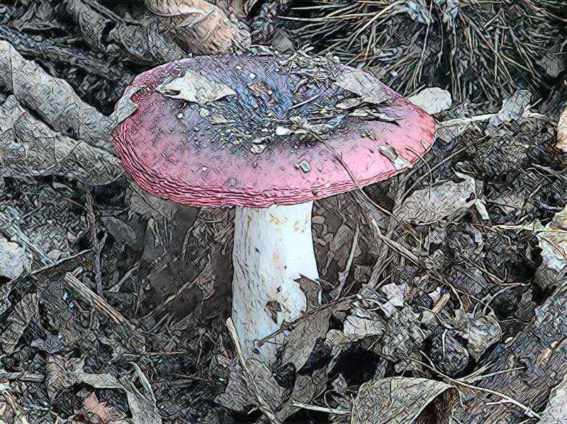 russula.jpg