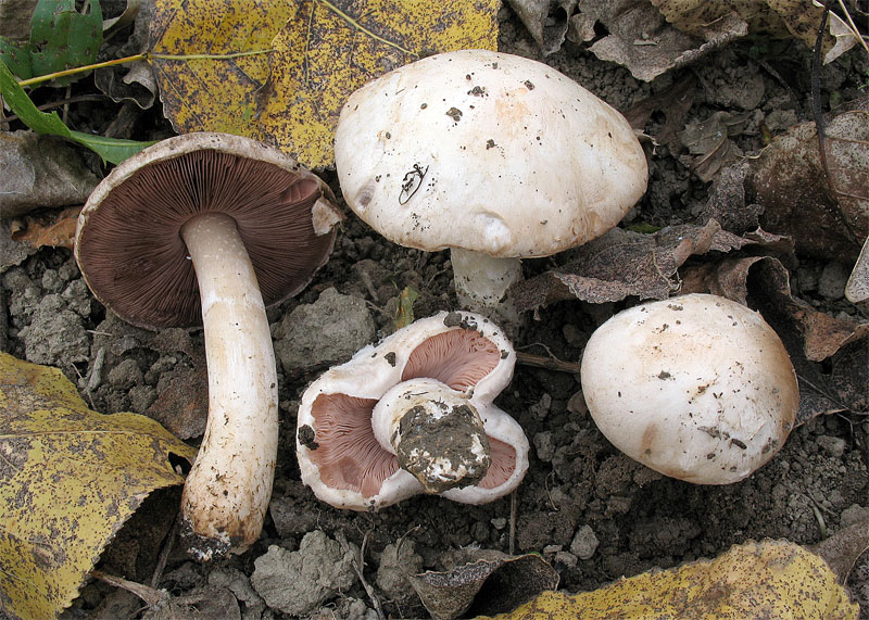 agaricus1.jpg