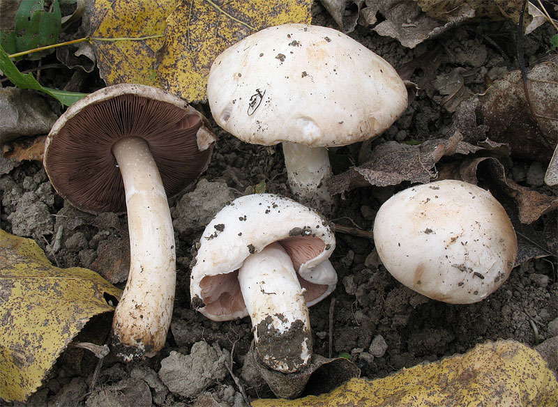 agaricus.jpg