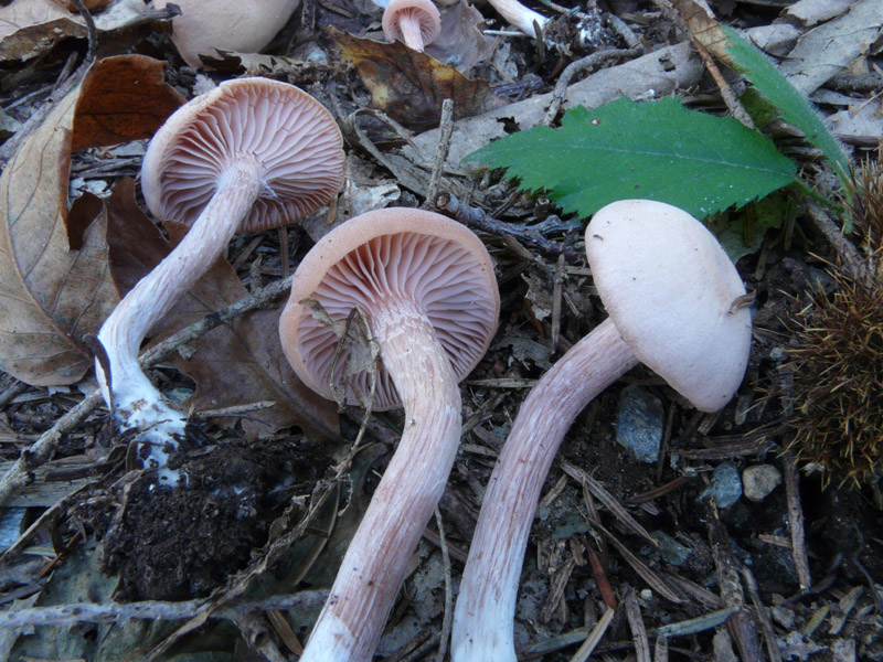 Laccaria_bicolor_20081103_Cocuz.jpg