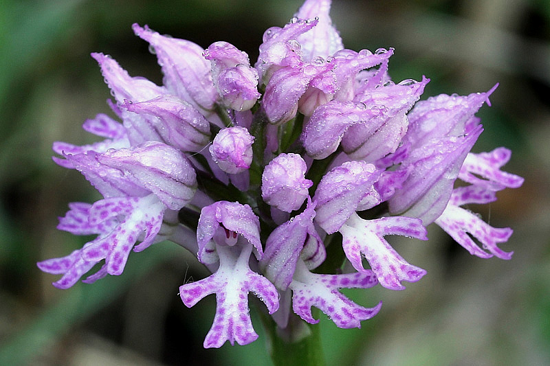 2-orchis-tridentata-XMG_8852.jpg