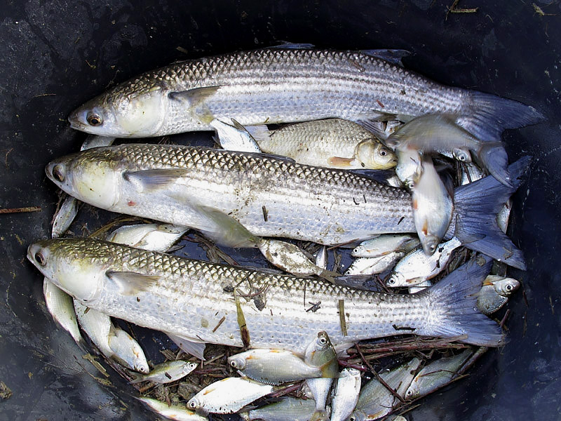 9-recupero-pesce-area-golenale del Po-gualtieri-CMG_0156.jpg