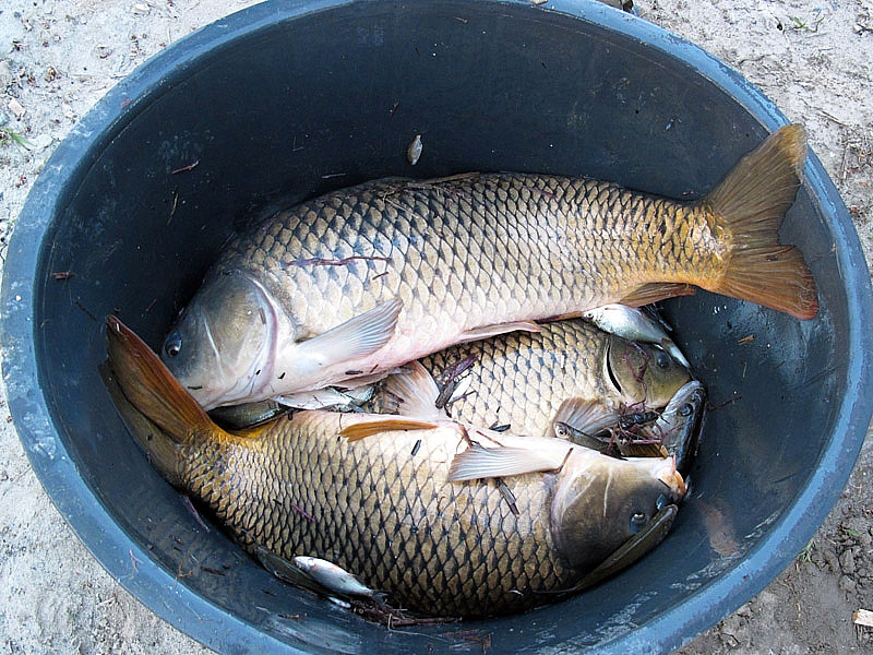 6-recupero-pesce-area-golenale del Po-gualtieri-CMG_0173.jpg