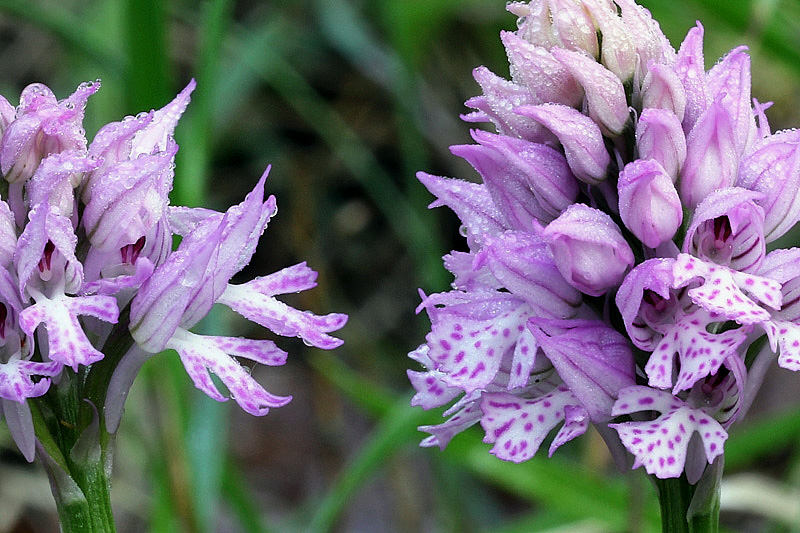 4-orchis-tridentata-XMG_8860.jpg
