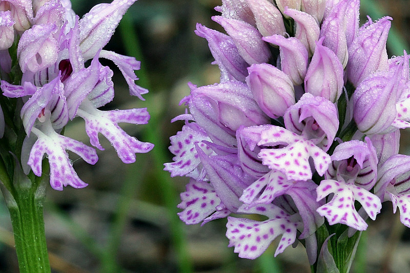 5-orchis-tridentata-XMG_8859.jpg