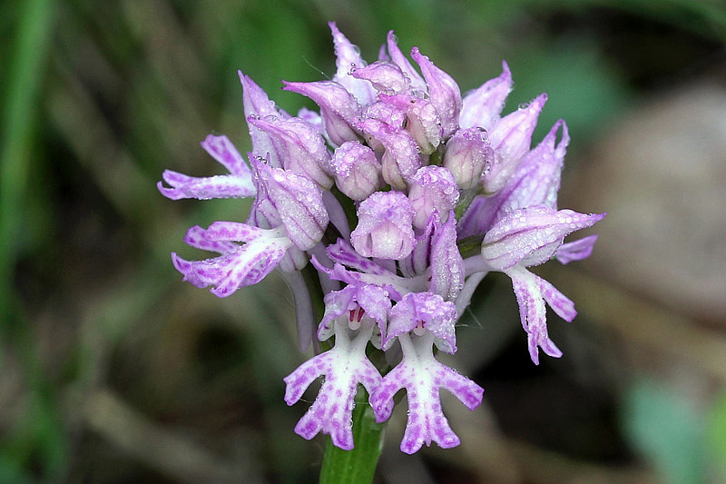 1-orchis-tridentata-XMG_8851.jpg