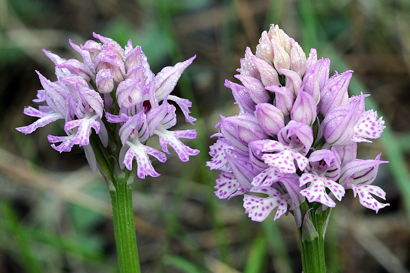 3-orchis-tridentata-XMG_8858.jpg