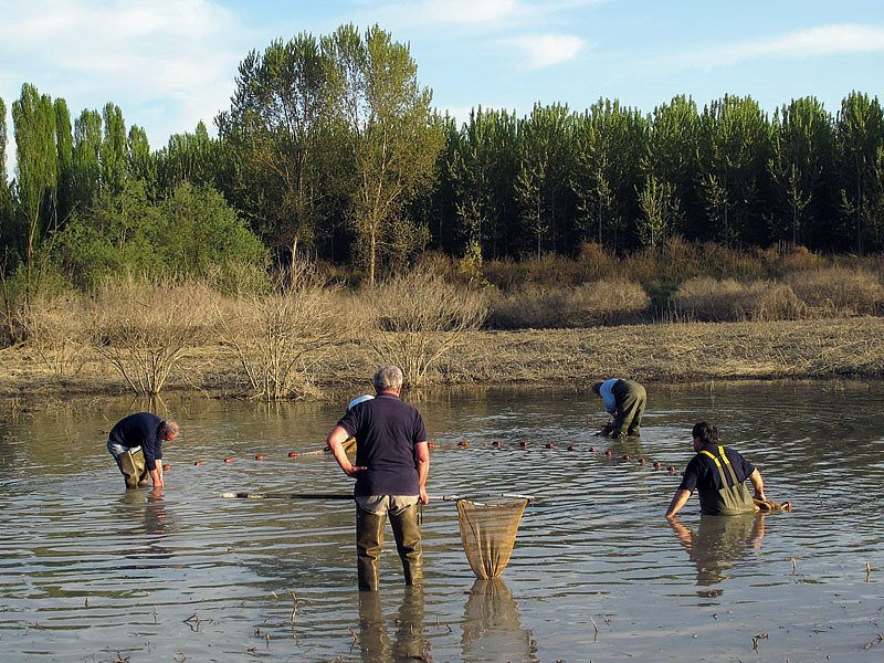 1-recupero-pesce-area-golenale del Po-gualtieri-CMG_0168.jpg