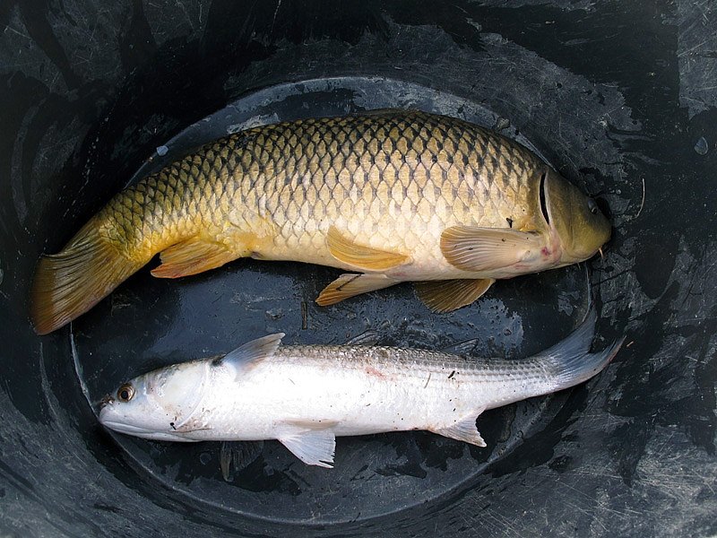 7-recupero-pesce-area-golenale del Po-gualtieri-CMG_0164.jpg