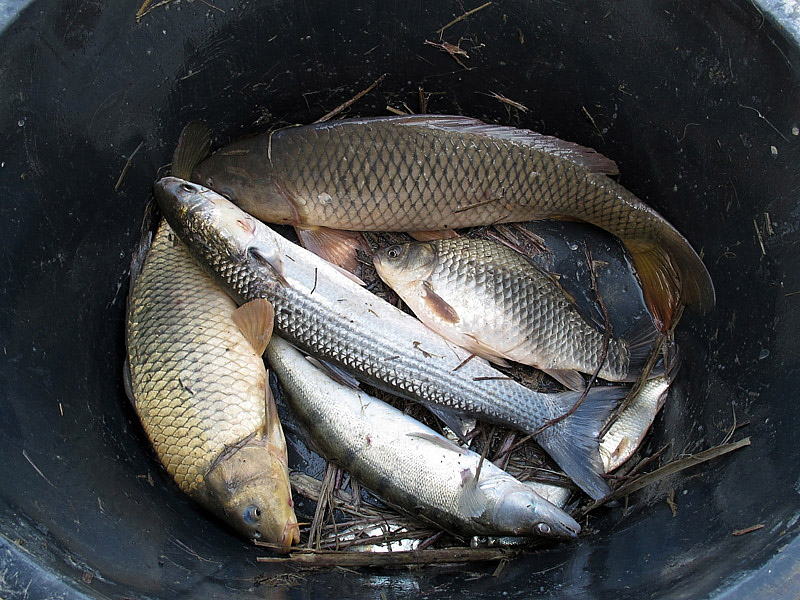 4-recupero-pesce-area-golenale del Po-gualtieri-CMG_0196.jpg