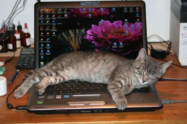 siesta_1_1.JPG